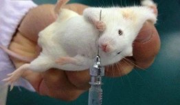娱乐大爆料小白鼠,揭秘小白鼠背后的惊人故事